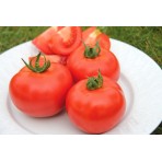 Tomate Cindel F1 bio (10 graines)