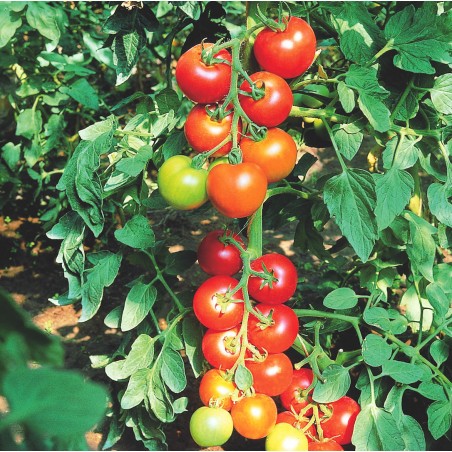 Tomate Diplom F1 bio (10 graines)