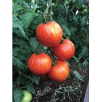 Tomate Tigrella Bicolore bio 0,2g