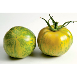 Tomate Tiverta HF1 - 10 graines