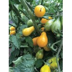 Tomate Cerise Yellow Pearshaped Bio