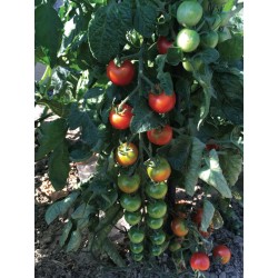 Tomate Zuckertraube Bio 10 graines