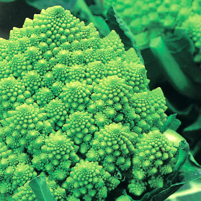 Chou Romanesco Bio