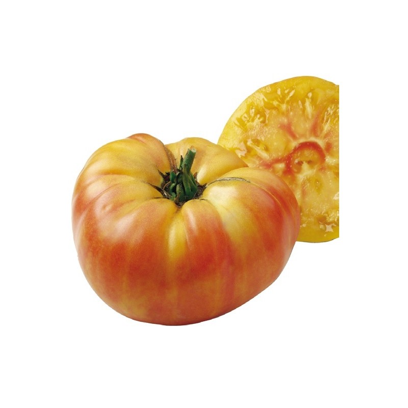 Tomate Ananas Jaune Bio