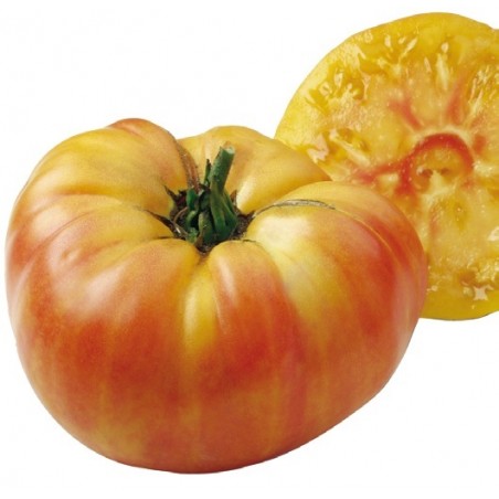 Tomate Ananas Jaune Bio