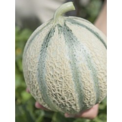 Melon Tonga HF1 Bio