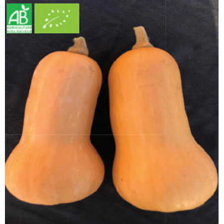 Courge Musquée Early Butternut Bio