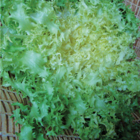 Chicorée Frisée Grosse Pommant Seule Bio