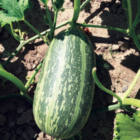 Courge Citrouille de Touraine Bio