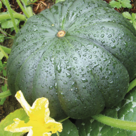 Courge Musquée de Provence Bio