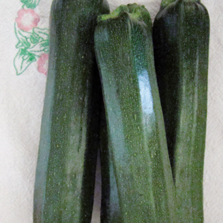 Courgette Black Beauty Bio