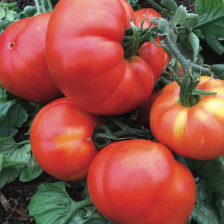 Tomate Beefsteak Bio