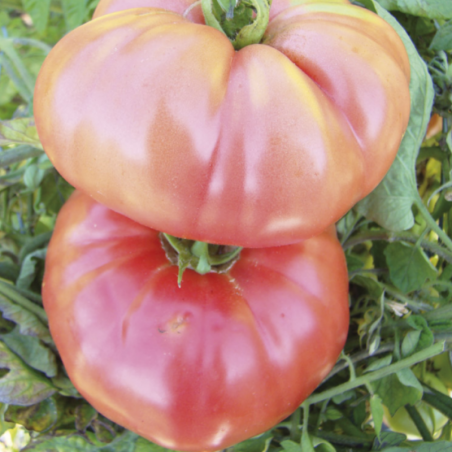 Tomate Berner Rose Bio