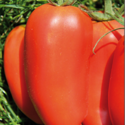 Tomate  Cornue des Andes Bio