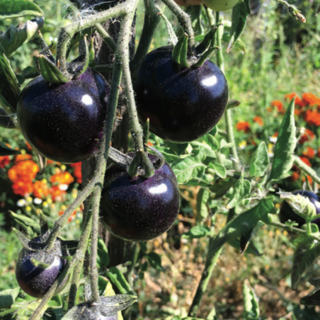 Tomate Indigo Rose