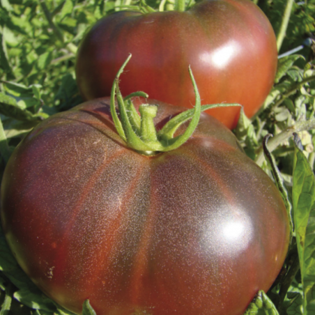 Tomate Noire Russe Bio