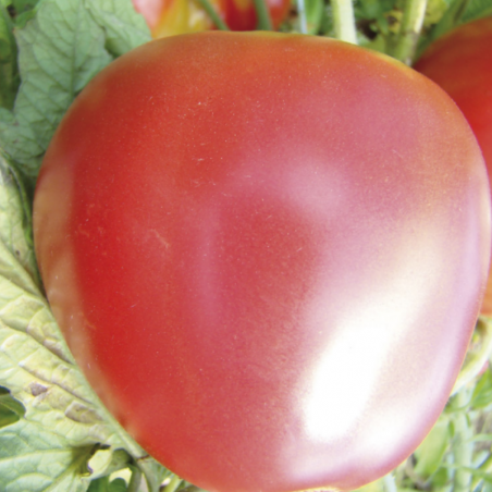 Tomate Pomme Rouge Bio