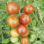 Tomate Royale des Guineaux Bio
