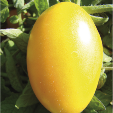 Tomate Téton de Vénus Jaune Bio