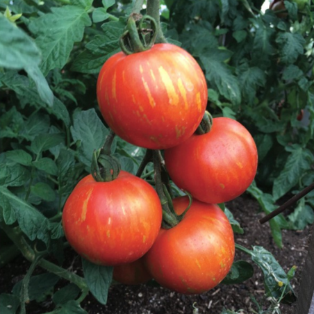 Tomate Tigrella Bicolore Bio