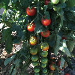 Tomate Cerise Zuckertraube Bio