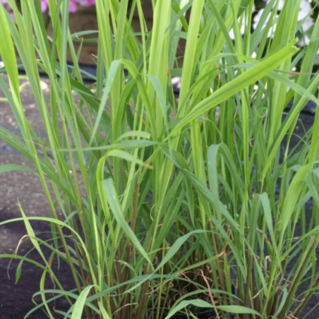 Citronnelle (Lemon Grass)