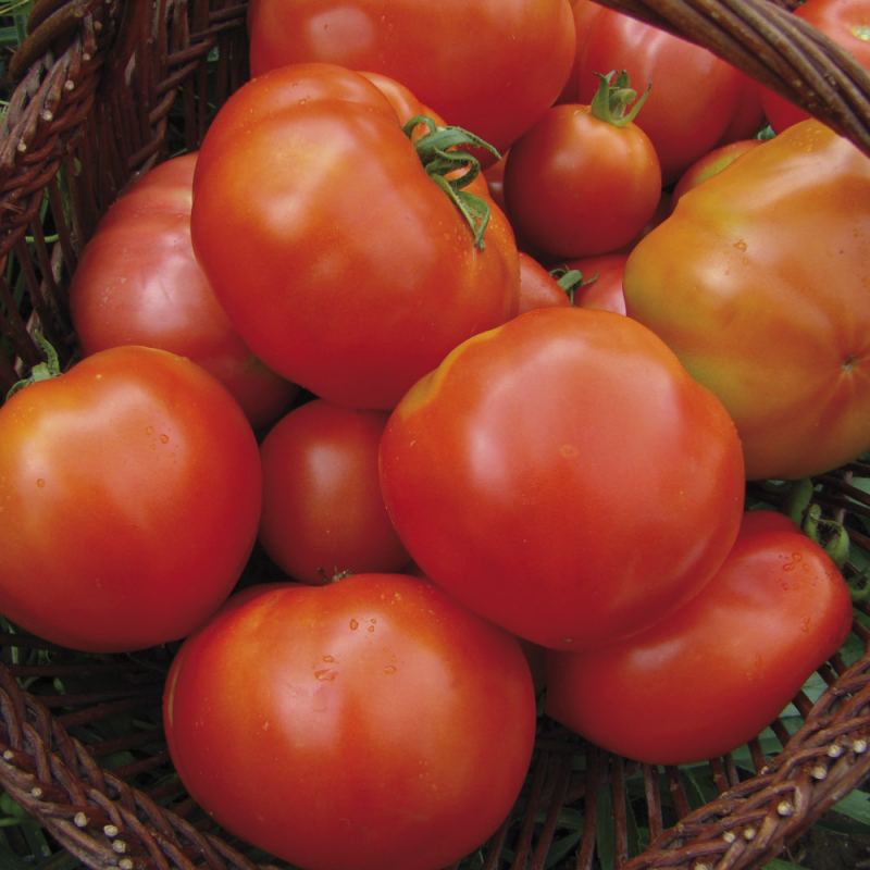 Tomate Merveille des Marchés Bio