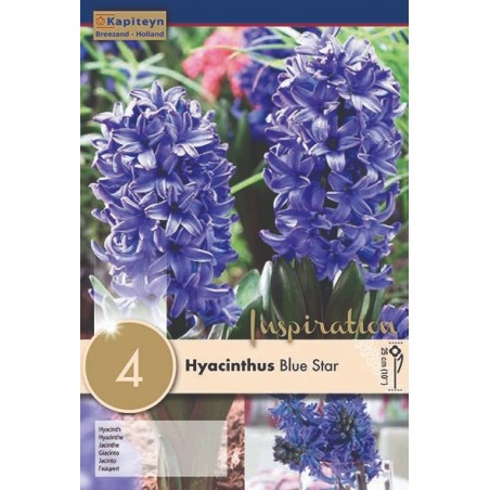 Jacinthe orientale Blue Star - Fleur bleue