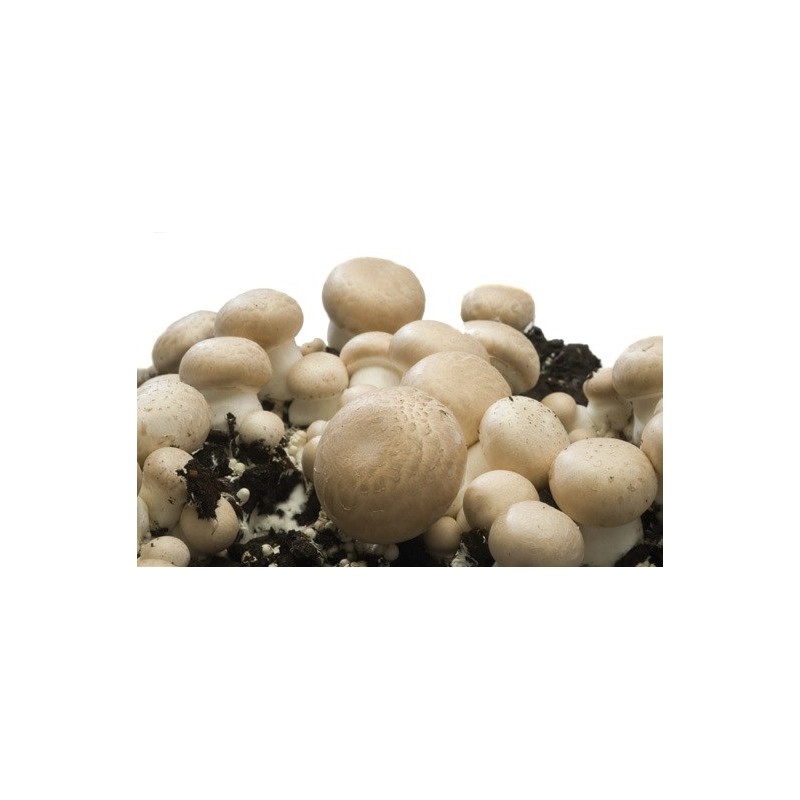Kit de culture de champignons de Paris blonds bio Radis et