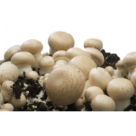 Culture des champignons dans nos serres extérieures