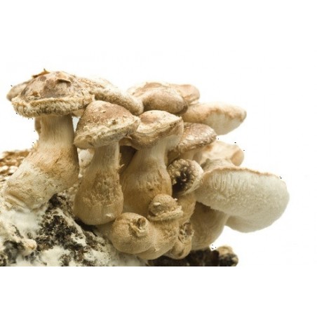 Kit de culture Champignons Shitake BIO