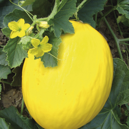 Melon jaune Canari - Vivaplante