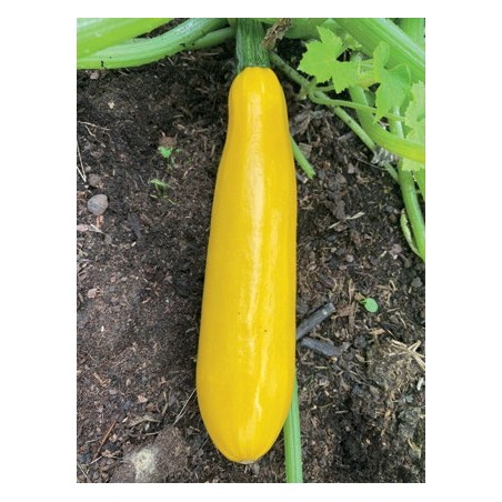 Courgette Gold Rush F1 Bio