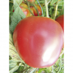 Tomate Pomme Rouge Bio