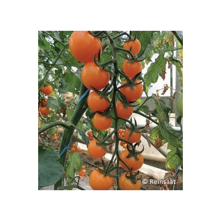 Tomate Cerise Lillit Bio