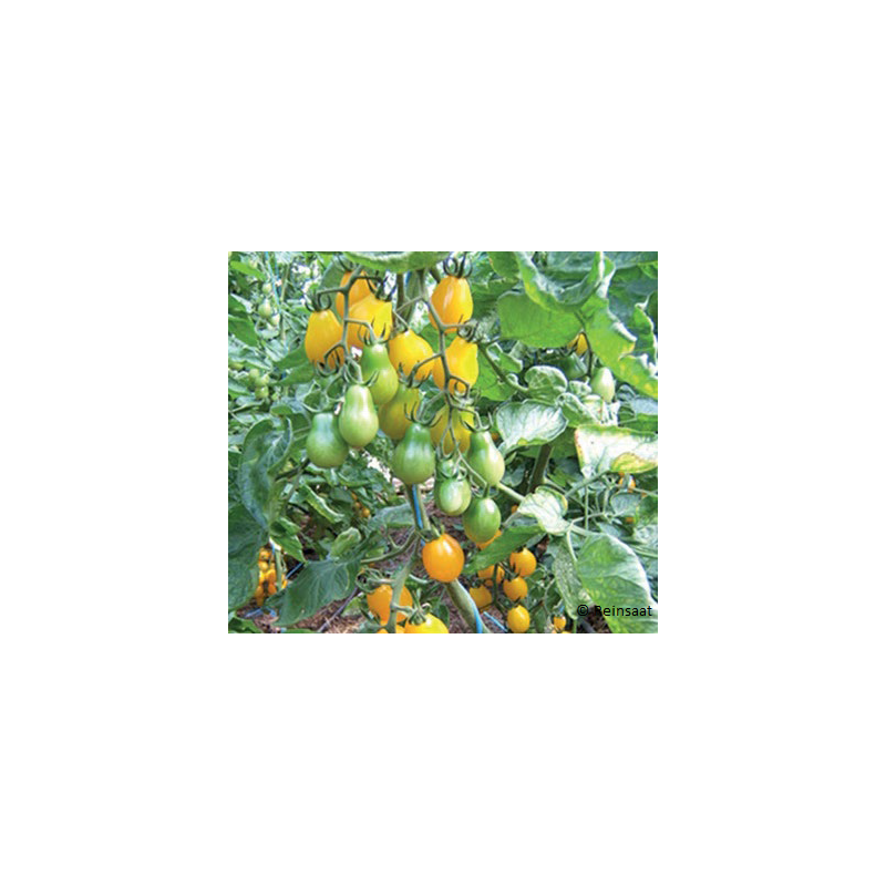 Tomate Cerise Yellow Submarine Bio