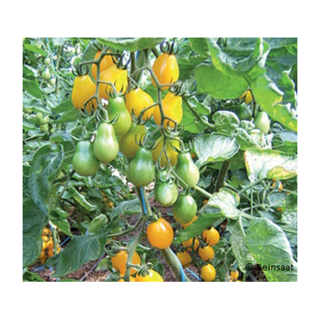 Tomate Cerise Yellow Submarine Bio