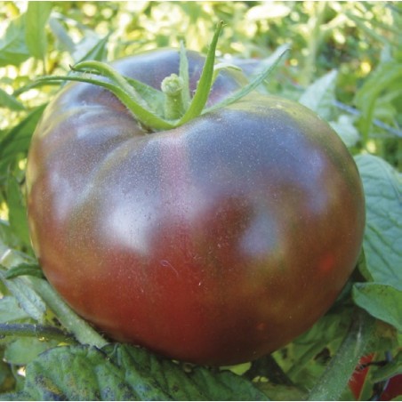 Tomate Noire de Crimée Bio