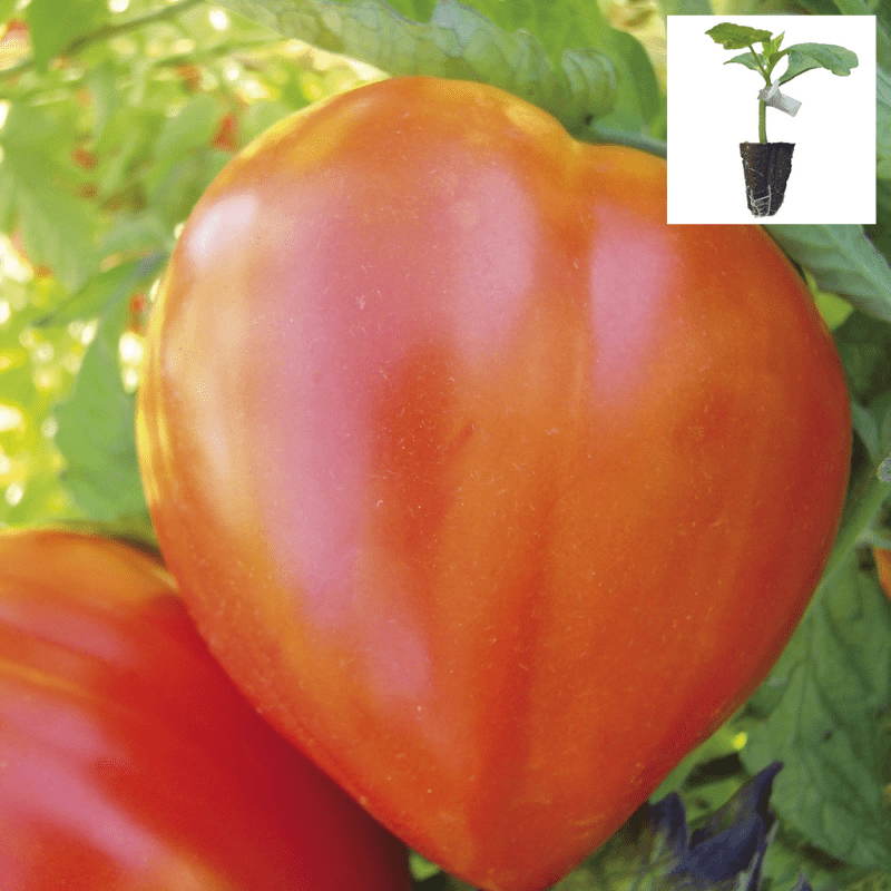 Tomate Coeur de boeuf graine semence bio, vente au meilleur prix