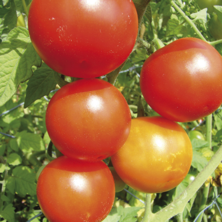 Tomate Cerise Miel du Mexique Bio