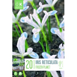 Iris reticulata 'Frozen Planet