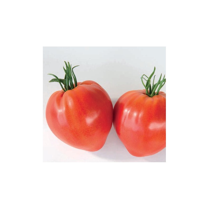 Tomate Cauralina F1 Bio
