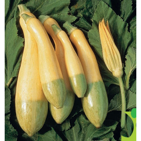 Courgette Zephyr F1