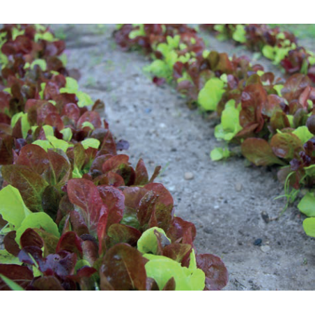 Mesclun de Laitues Bio