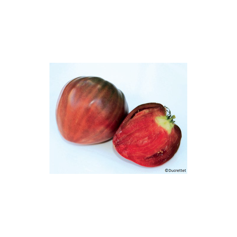 Tomate Allongée Coeur de Boeuf Noire Bio