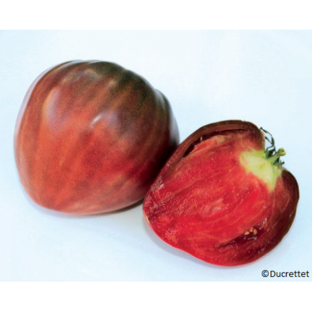 Tomate Allongée Coeur de Boeuf Noire Bio