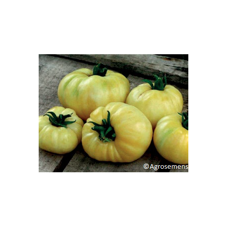 Tomate Beauté Blanche Bio