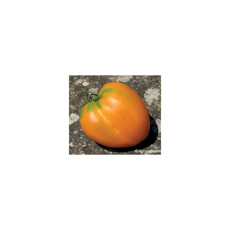 Tomate Coeur de Boeuf Orange Bio