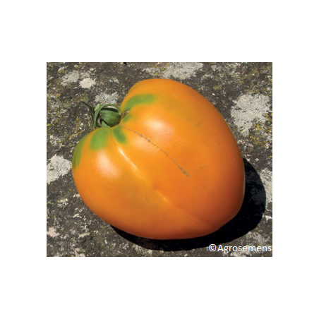 Tomate Coeur de Boeuf Orange Bio