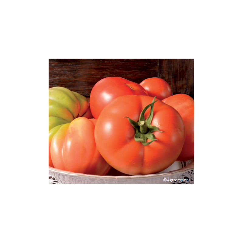 Tomate Reine des Hâtives Bio